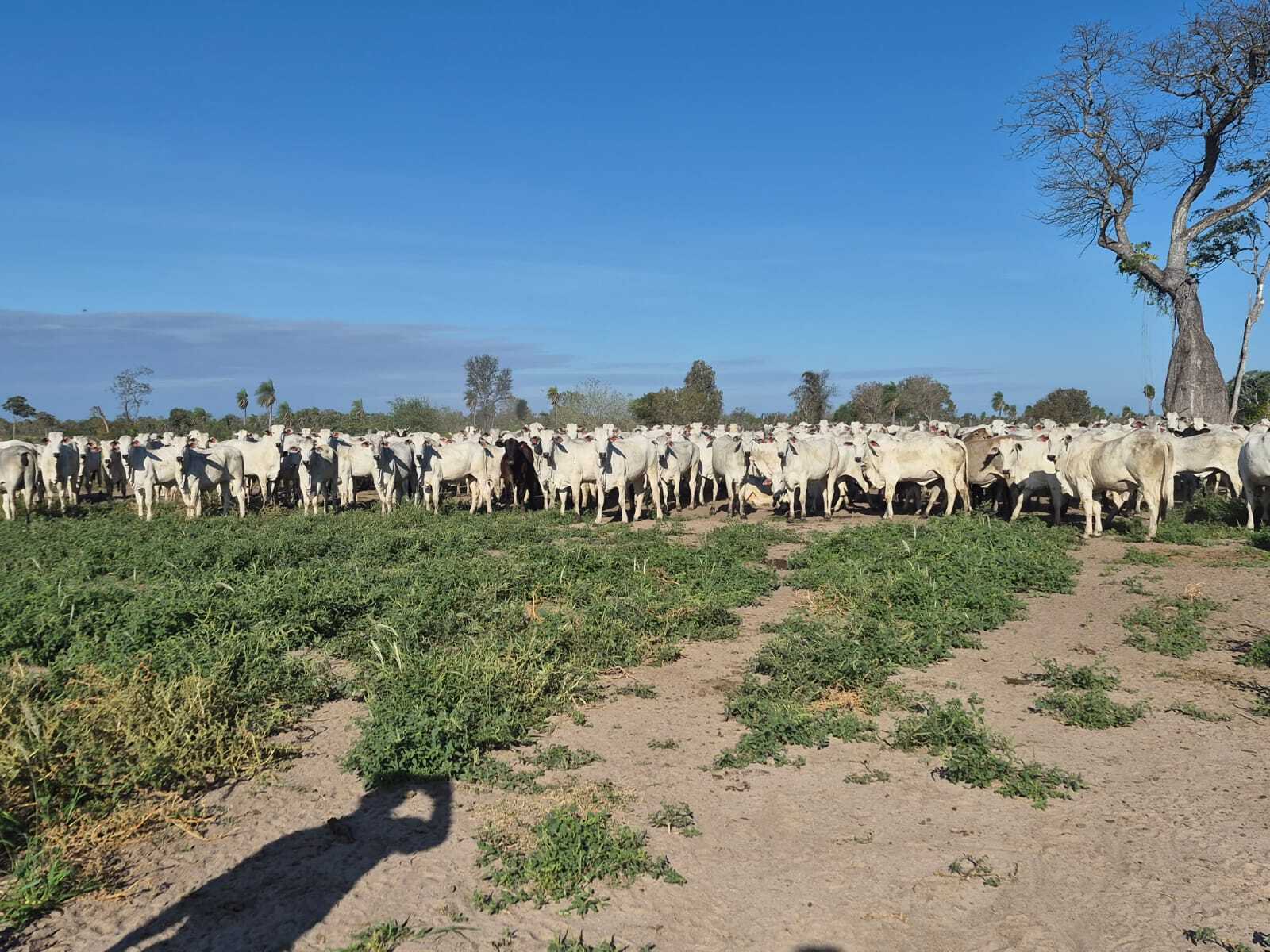 Hato de ganado bovino blanco en campo abierto